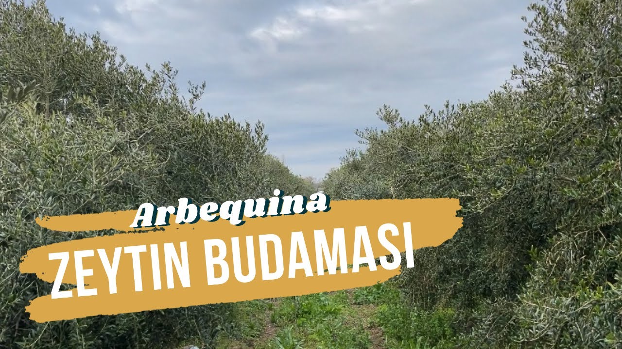 Arbequina zeytin bahçesinde nasıl budama yapılır? How to prune Arbequina in an olive grove #budama