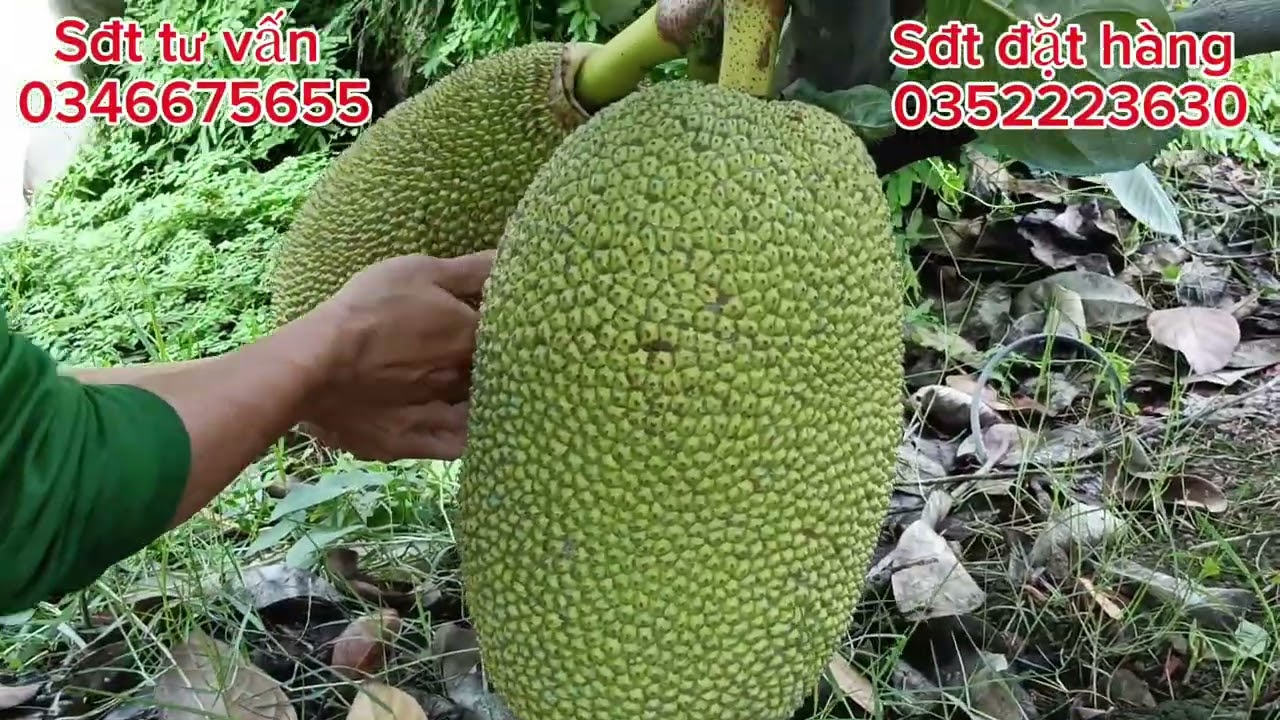 Chia sẻ cá xịt phân hữu cơ kích bông lớn trái bán tháng 2.3 nha cả nhà 