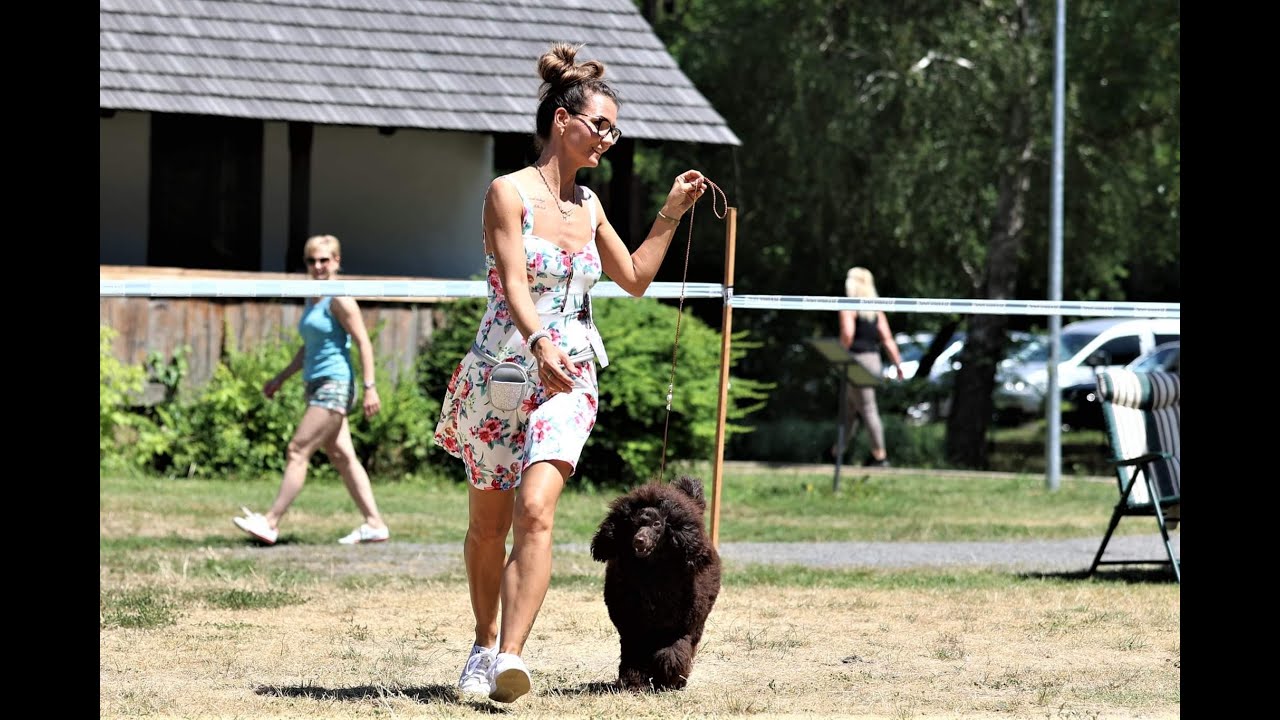ORIÁS USZKÁR & MEGBÍZHATÓ TENYÉSZTŐK: Édes Álmok Poodle Kennel, Henyecz Ágnes, Óriás Uszkár