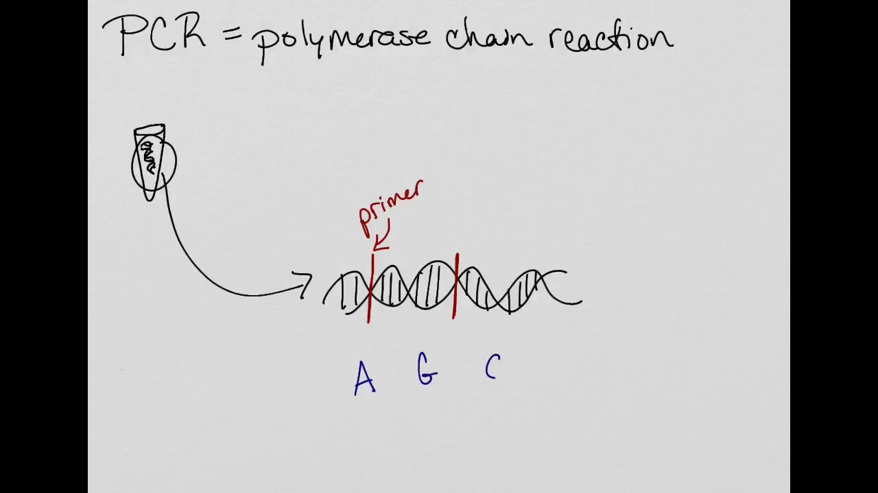PCR Review