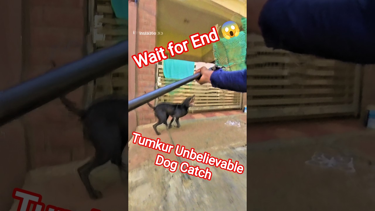 Tumkur Unbelievable Dog Catching #dog #dogwithpublicsafety #goku #ytviral #pets #dogshorts #shorts