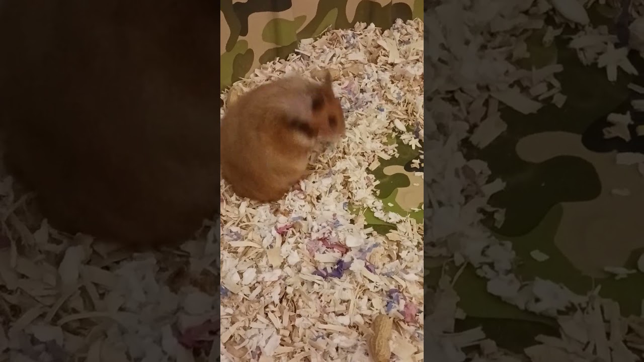 Our Syrian hamster squeaks