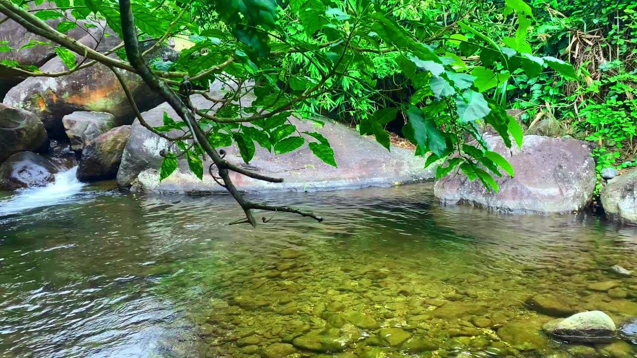 Forest Harmony, Sounds of Nature, Birdsong and Flowing Stream Sounds for Relaxation and Meditation