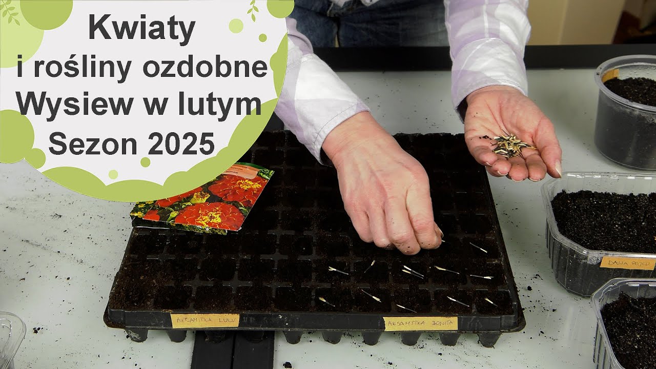 Kwiaty i rośliny ozdobne. Co należy wysiać w lutym na rozsady - sezon 2025