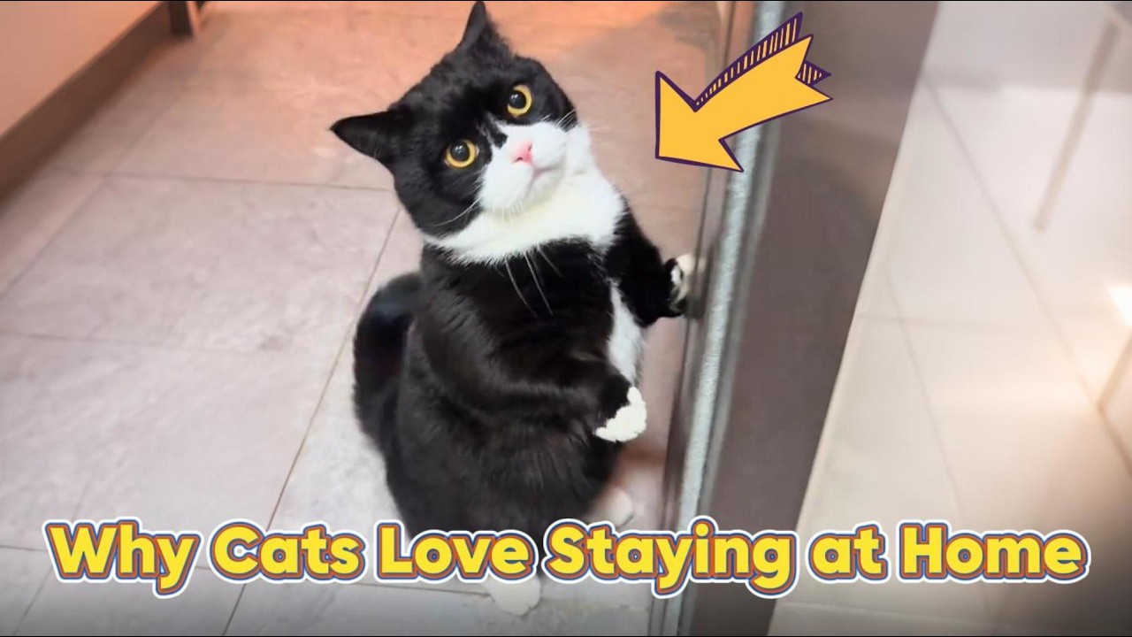 Why Cats Love Staying at Home