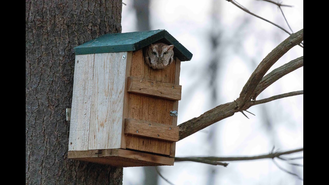 Mondays with Martha #181 - Screech Owl Nest Box Update