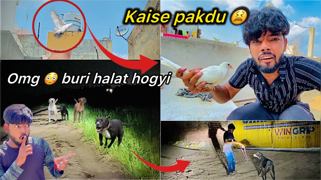Hmara Tyson Pitbull Dog Raat ko Mil gya 😮 || Bhaga hua kabutr pakdne gaye 🕊️
