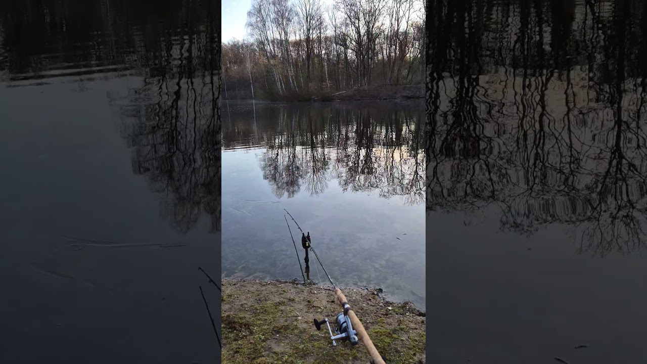 Carp swallows the bait#Nice run#Youtubeshorts#Fishing
