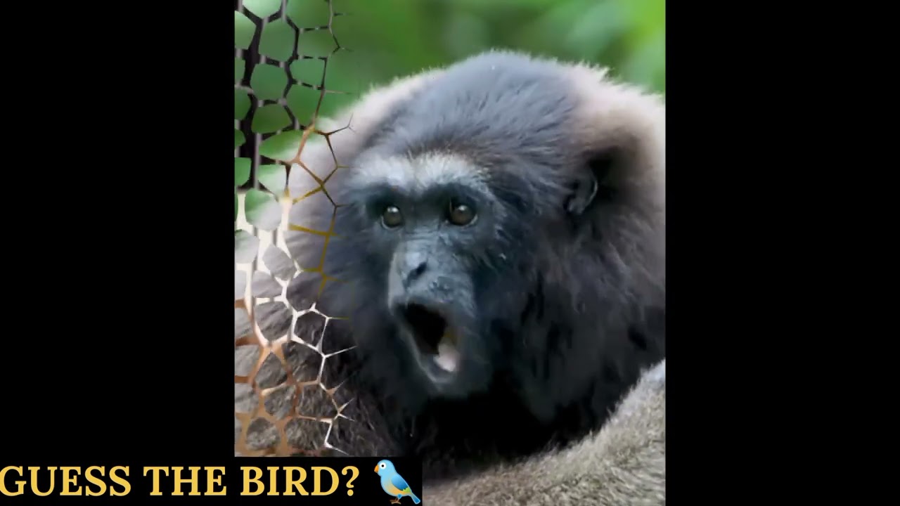 “A Heaven for Bird Lovers 🐦🌿 | Most Beautiful & Rare Birds Compilation 💎”