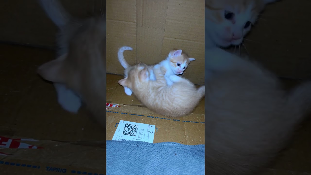 #cat