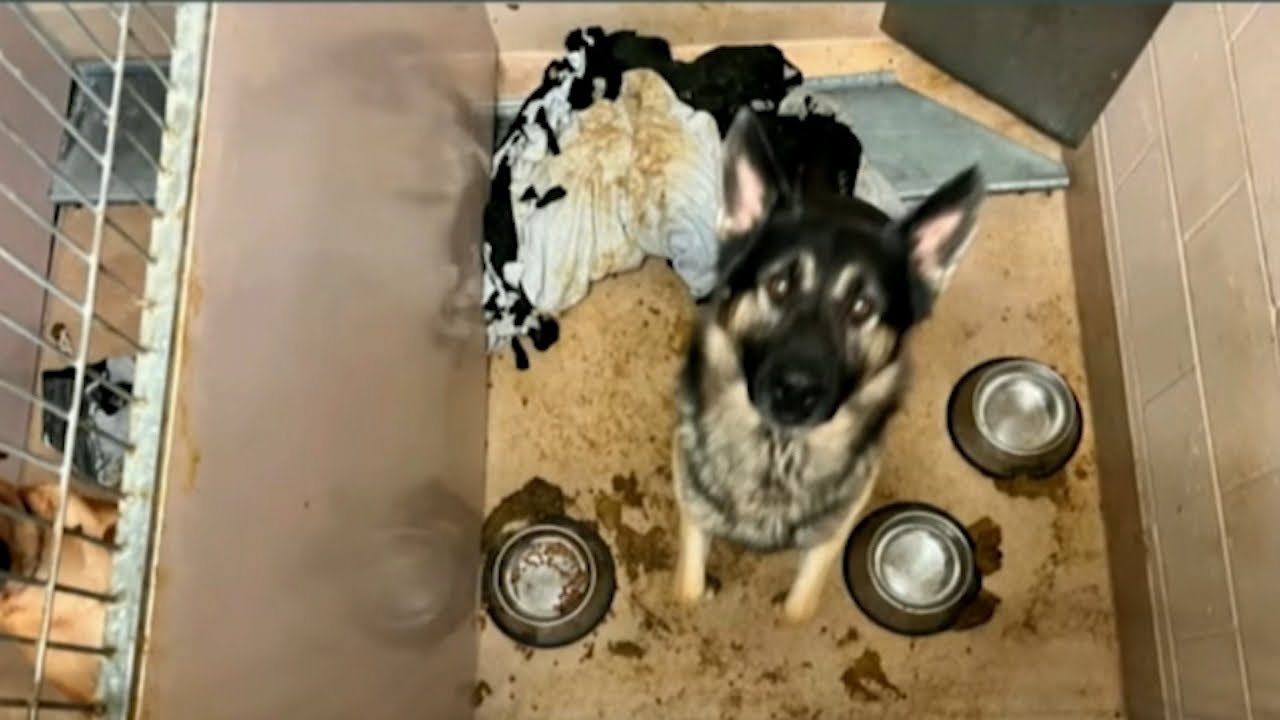 Audit reveals inhumane conditions at San Jose Animal Care Center