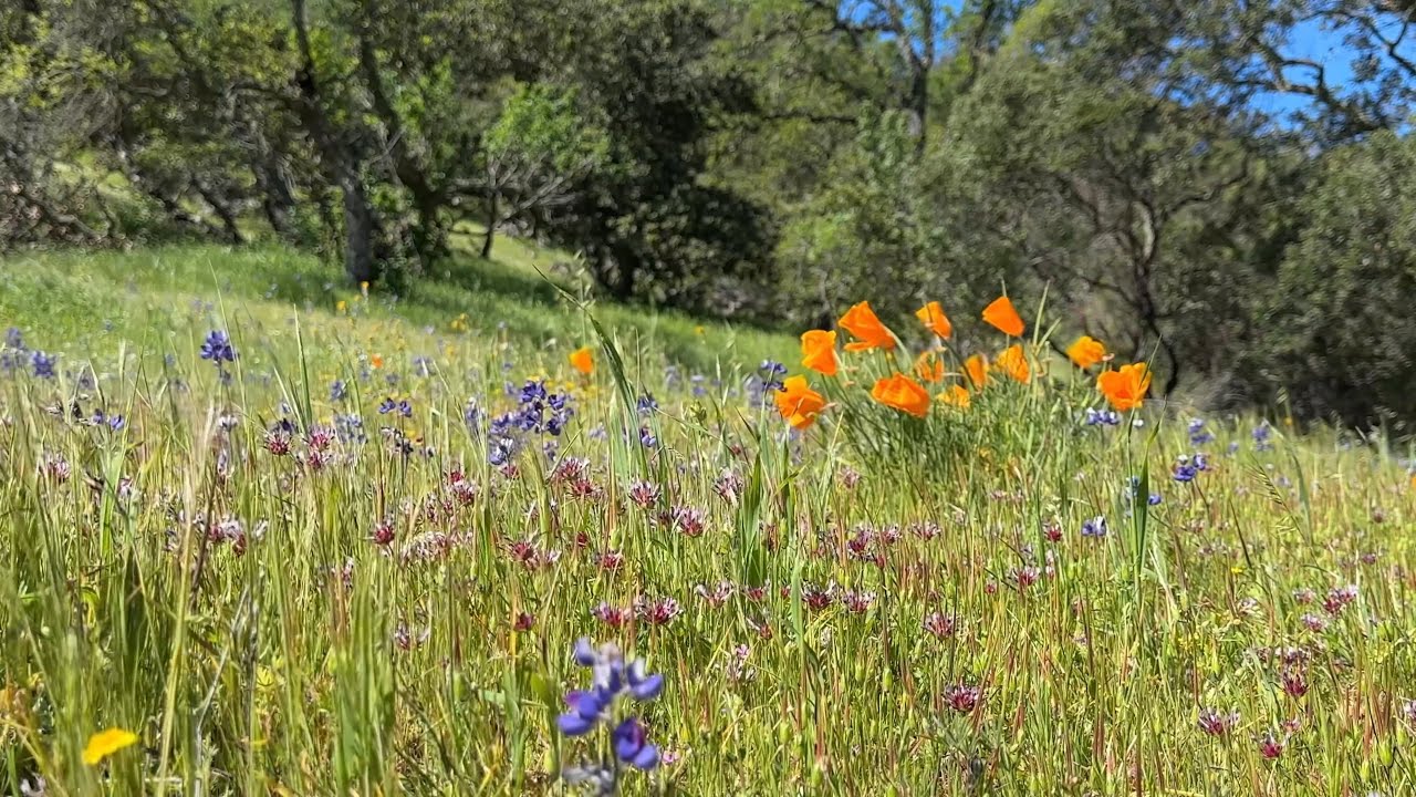 ASMR - relaxation guided meditation for spring (close up, clicky whisper)