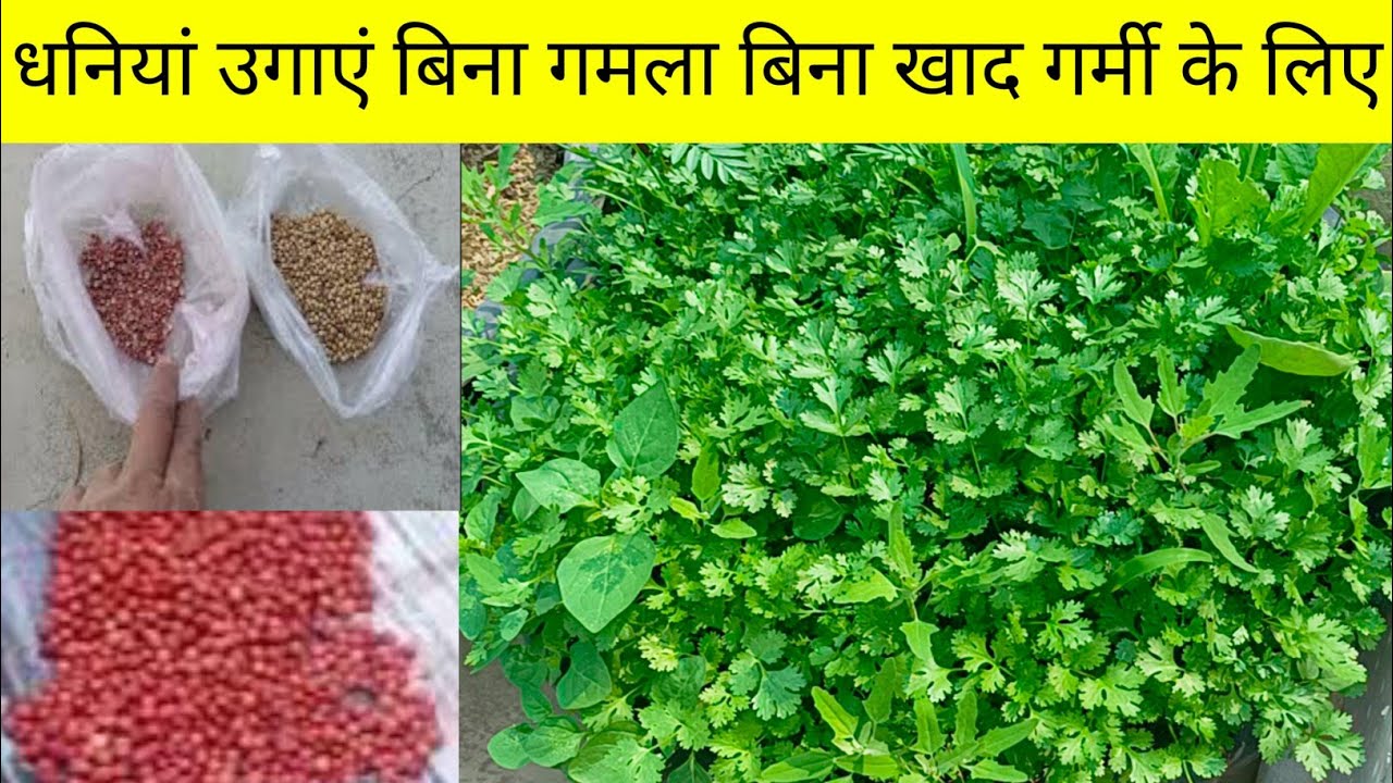 कूड़ा कचरा भर कर हरा धनियां गर्मी के लिए उगाएं//🔴Coriander Grow Without Pots & Fertilizer In Summer