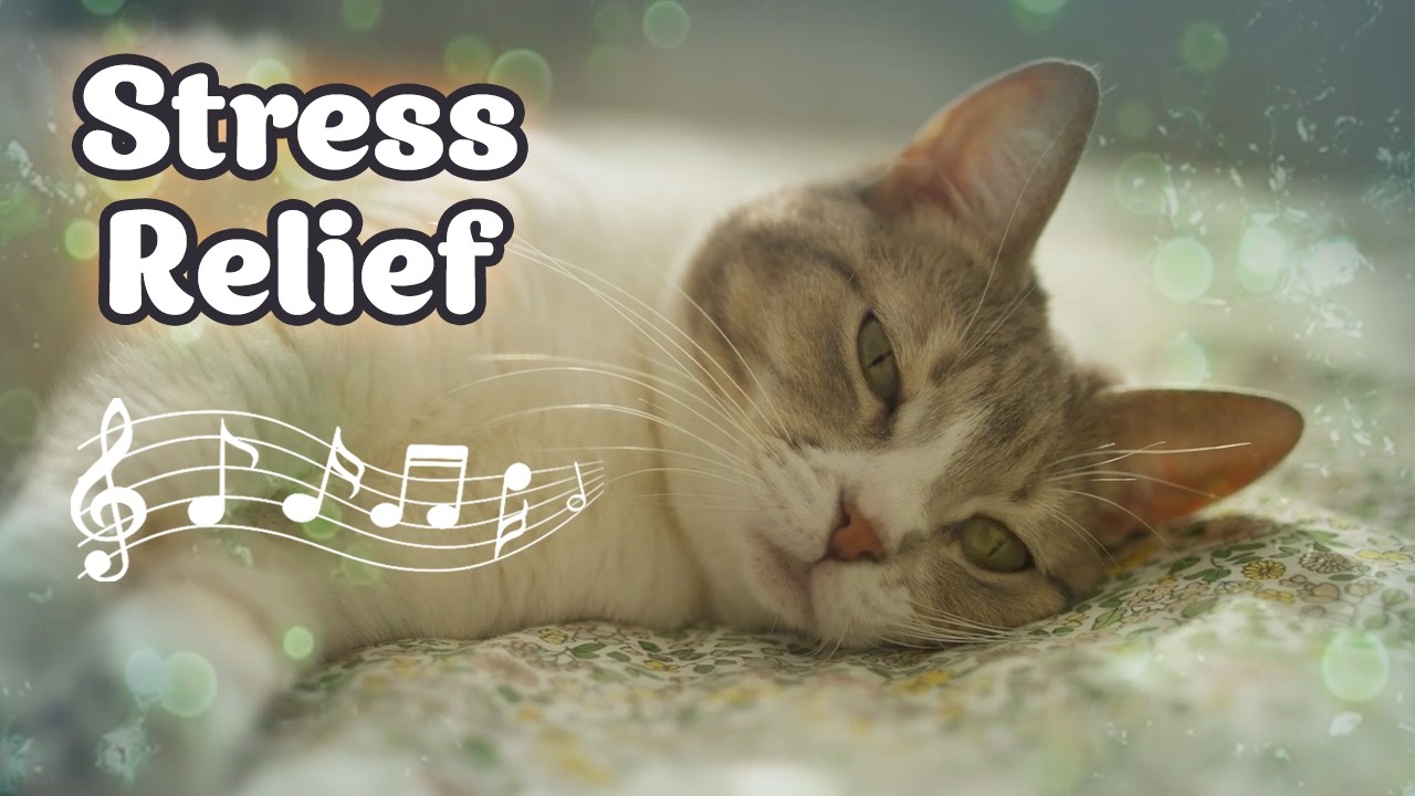 Calming Cat Music For Stress Relief And Sleepy Evenings | Soft Ambient For You And Your Cat