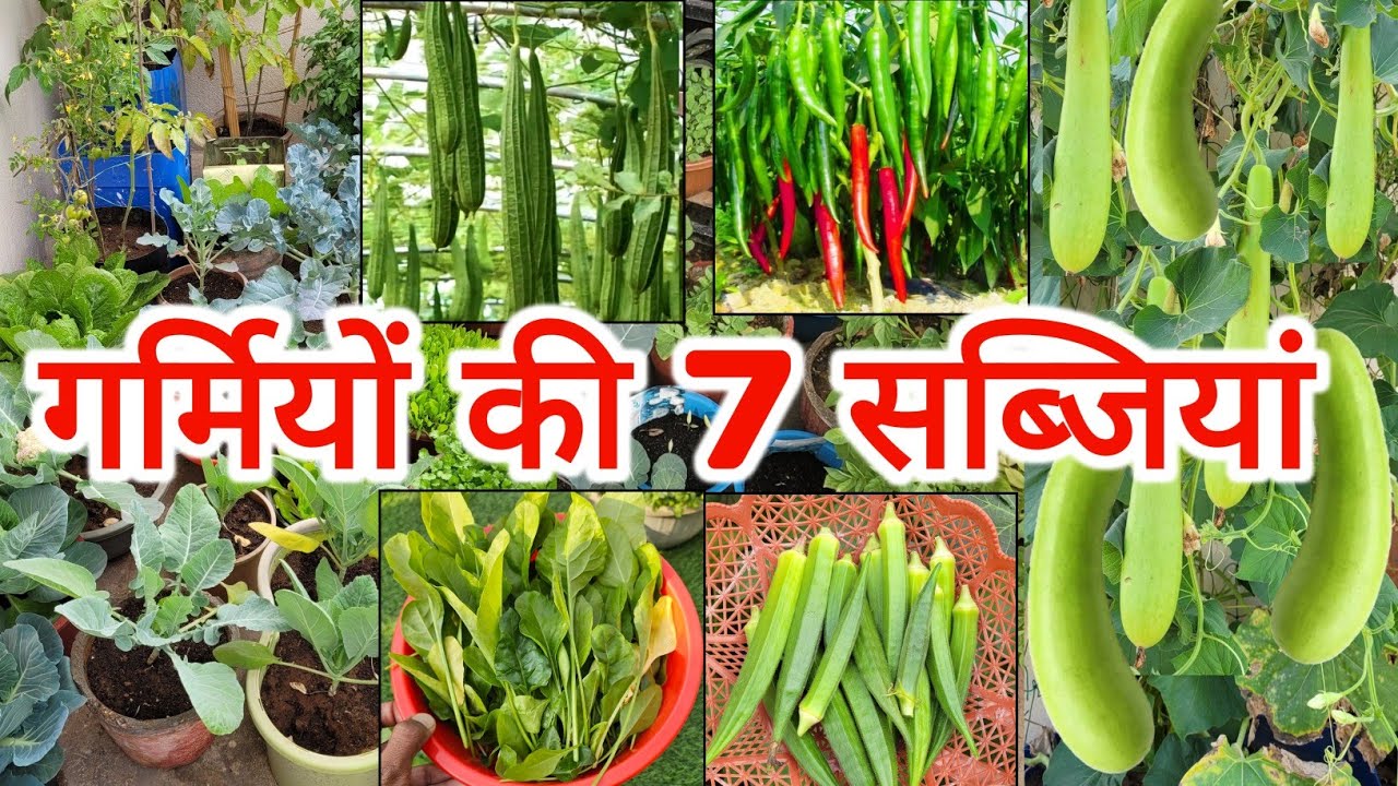 7 Summer Vegetables to Grow at Home/Garden, घर पर गर्मियों की सब्जियां कैसे उगाएं