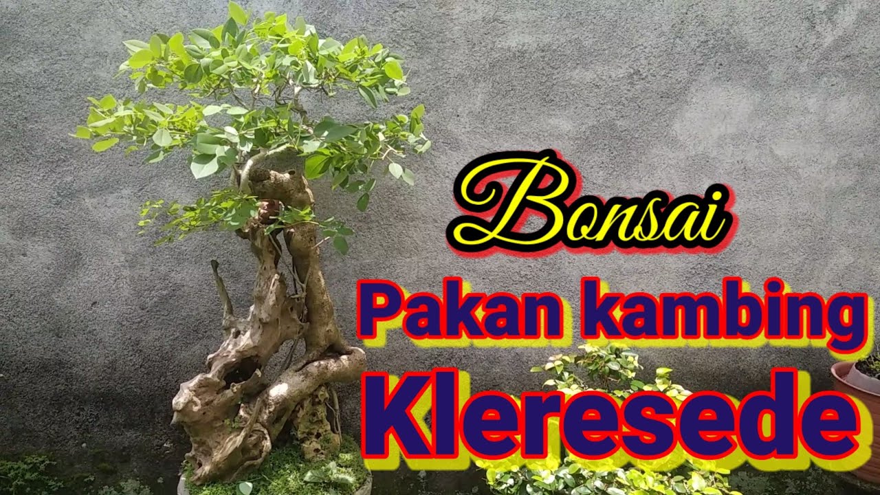 Kleresede bonsai makanan kambing (@sakpri) #bonsai #bonsaikleresede