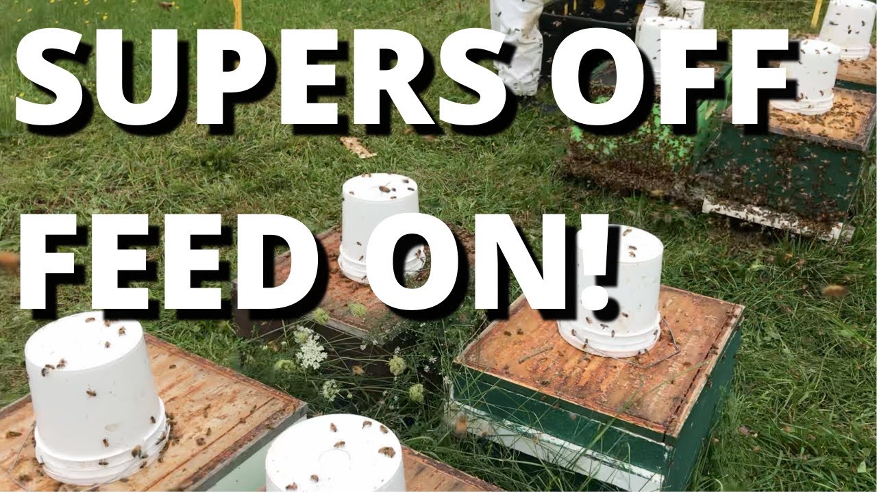 Supers off feed on!