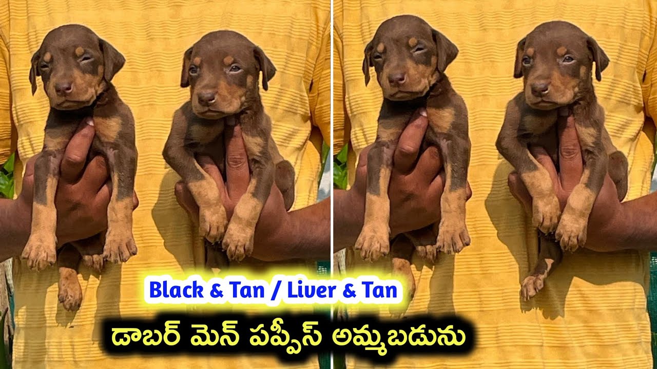 European Doberman puppies for sale in telugu/ 81792 31142 /aj pets