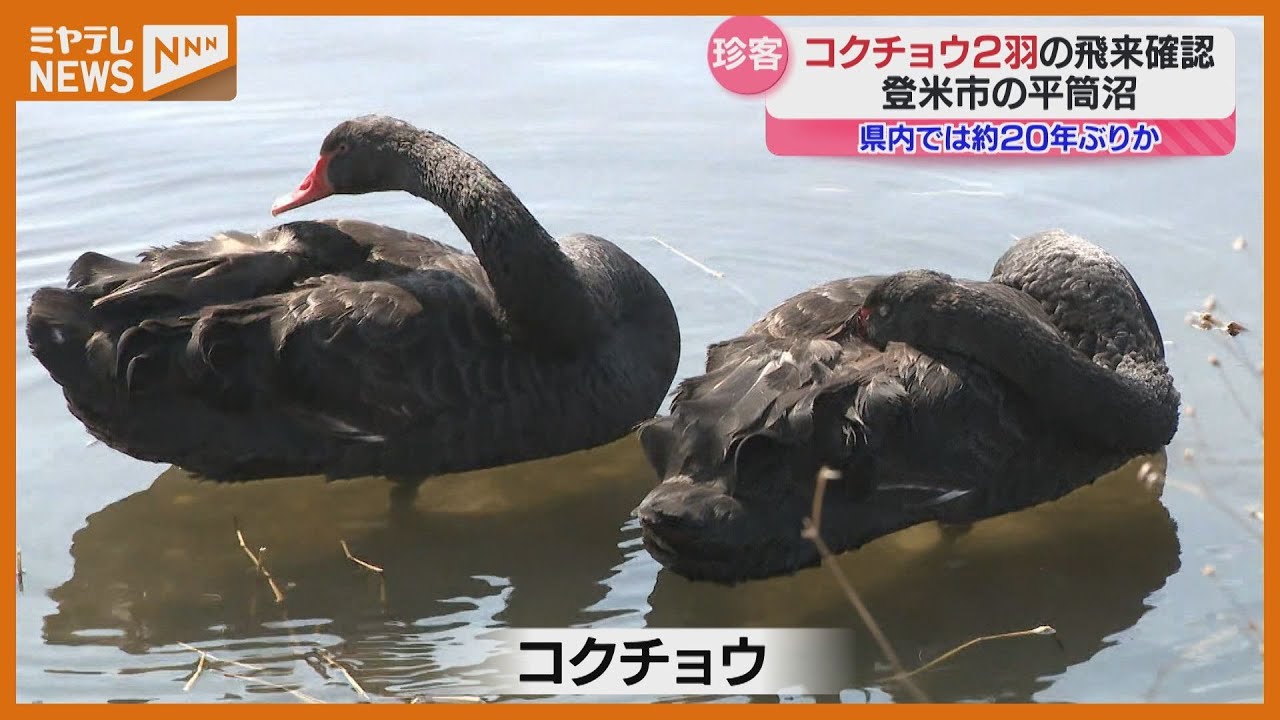 &ldquo;ブラックスワン&rdquo;、コクチョウ2羽の飛来を確認「本当に黒いんですね&hellip;初めて見たので感動です」（宮城・登米市の平筒沼）