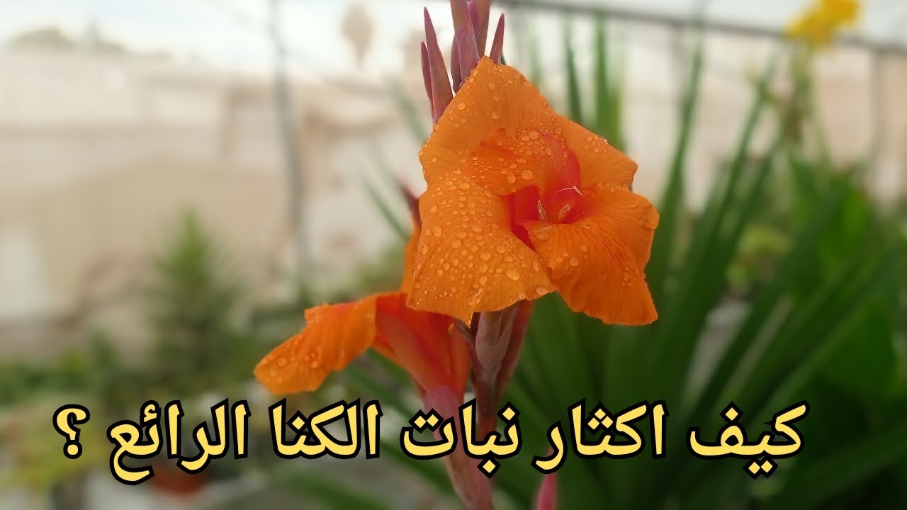 ألوان جميلة من نبات الكنا الرائع طول العام و نمو سريع ❤️ | #شاهد عملية الاكثار السهلة