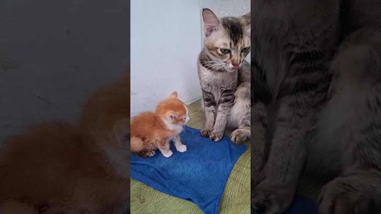 BonMBon & Friends cat Rio is sick with flu and cough, Bobby is also infected