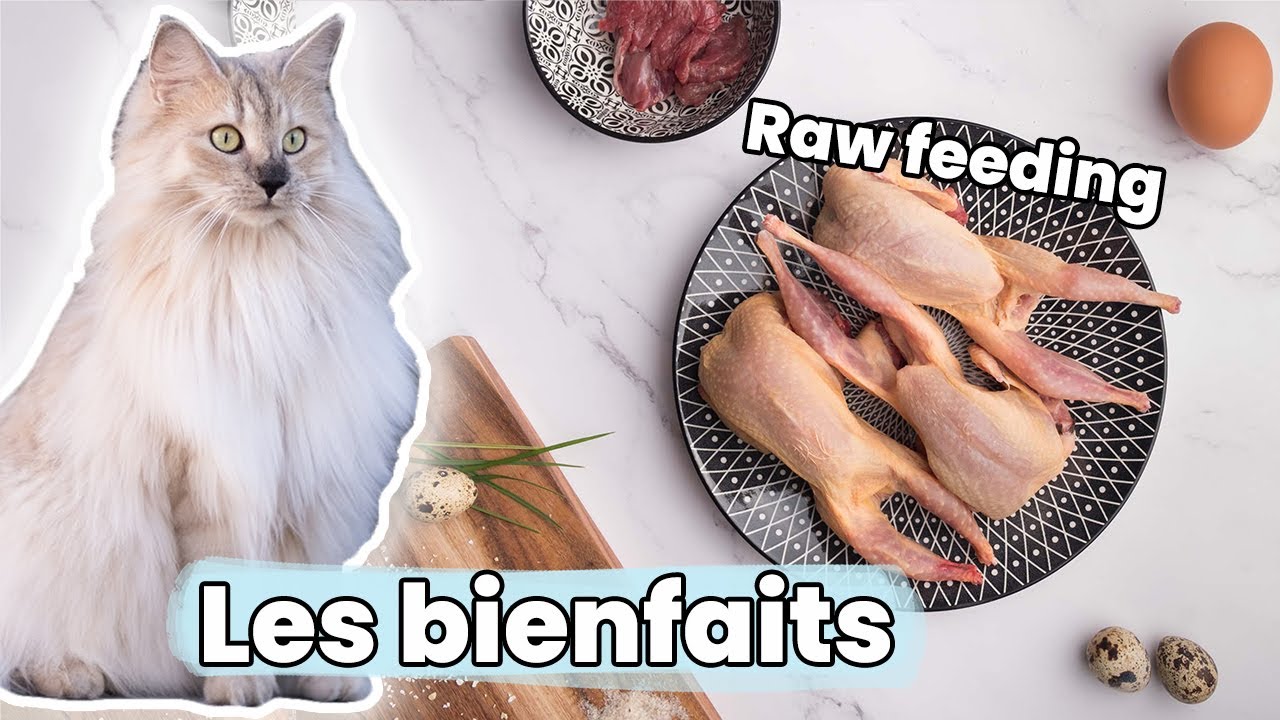 Les bienfaits de l’alimentation crue pour chats… Ce que dit VRAIMENT la science !