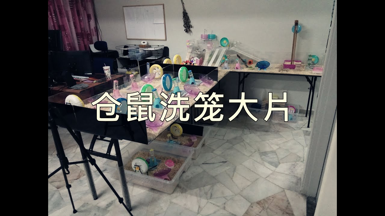 仓鼠洗笼大片！一次性清理21只仓鼠的笼子...