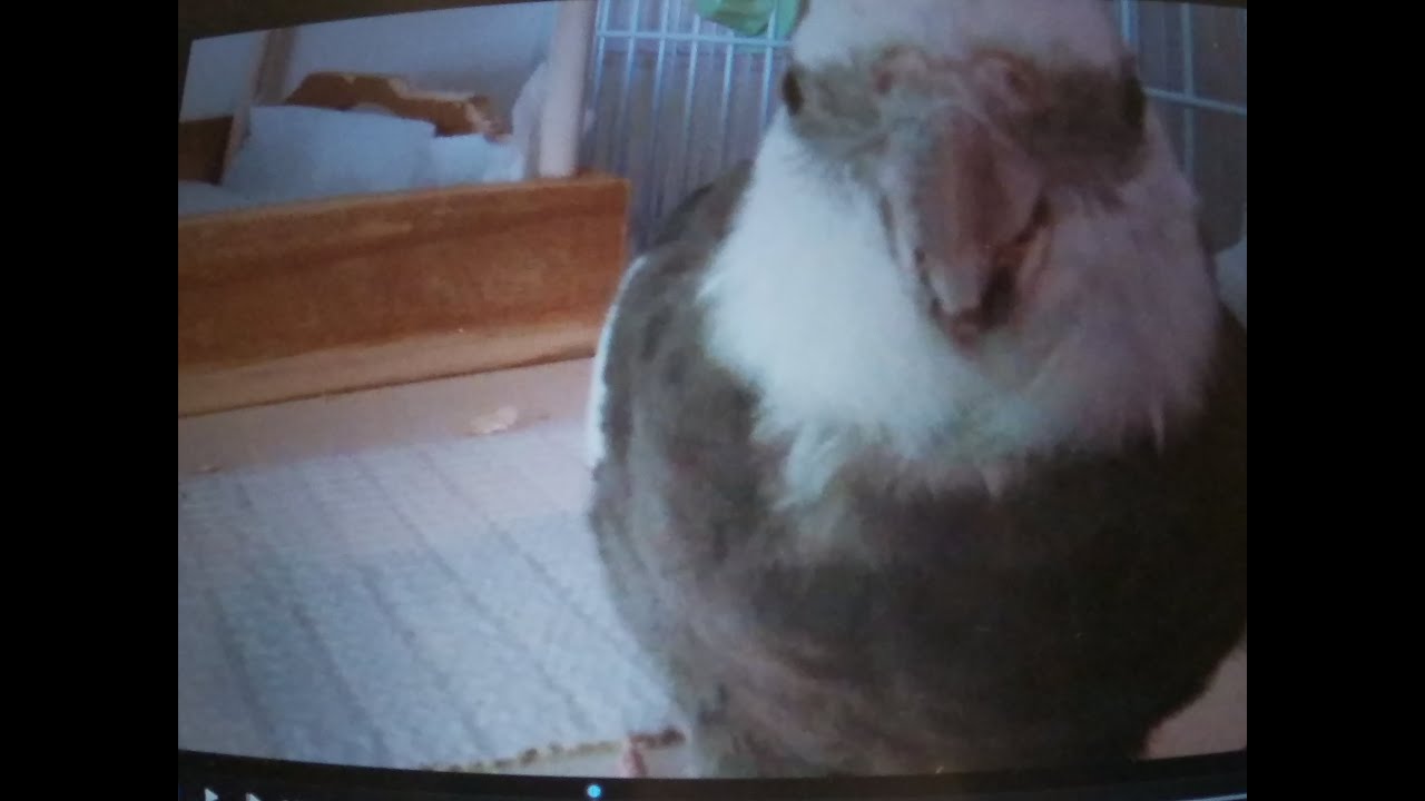 Angry Cockatiel at Dinner