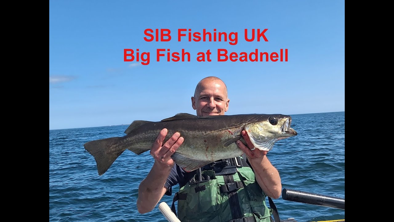 SIB Fishing UK, Big Fish at Beadnell.
