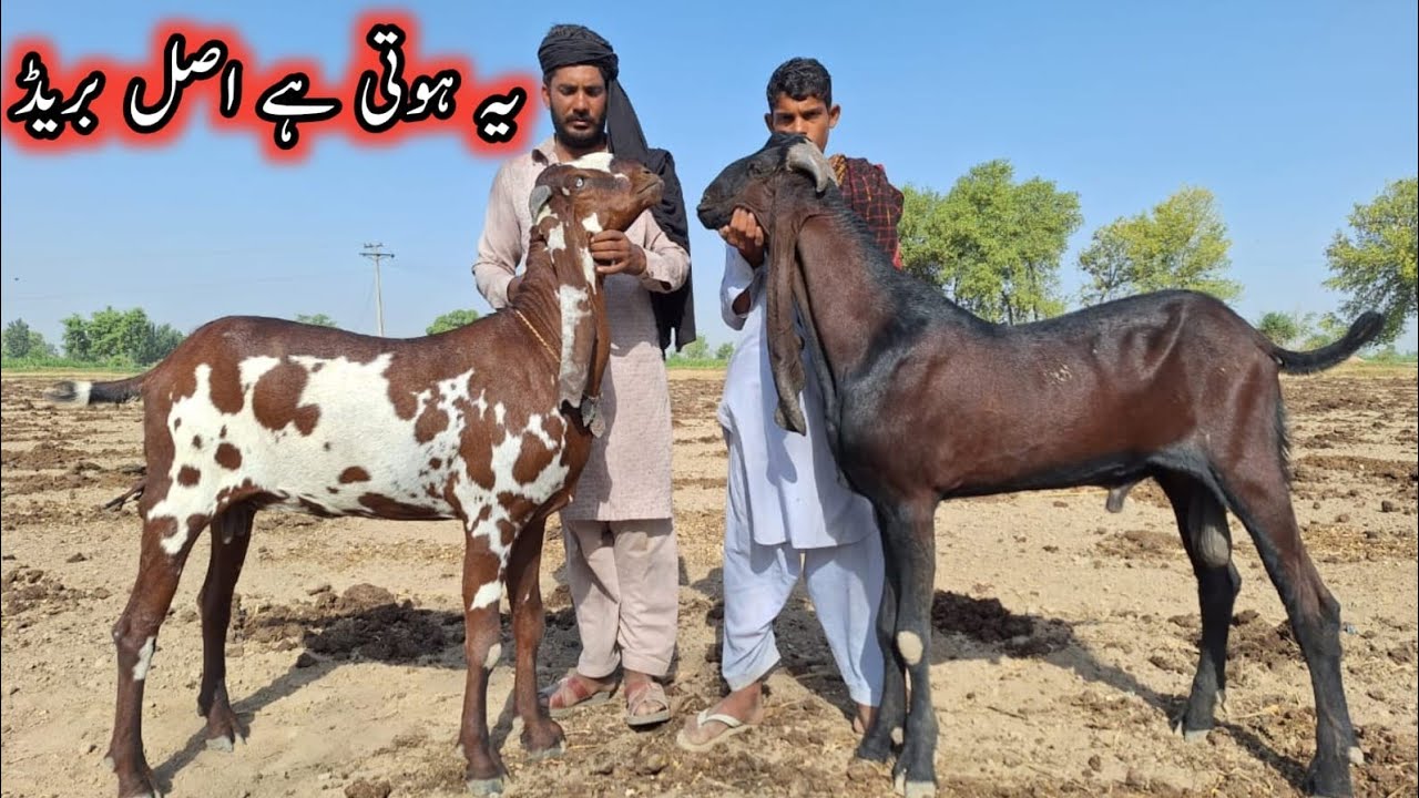 MOST BUEATIFULL NAGRA BEETAL GOATS AND TOP CLASS NAGRA BREEDER