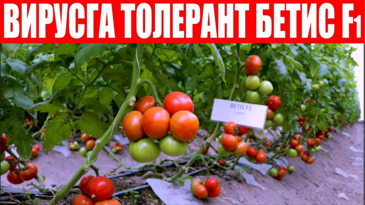 Бетис F1: Юқори ҳосилдор, касалликларга чидамли ва ВИРУСГА толерант (Tomato Betis F1-Sakata)