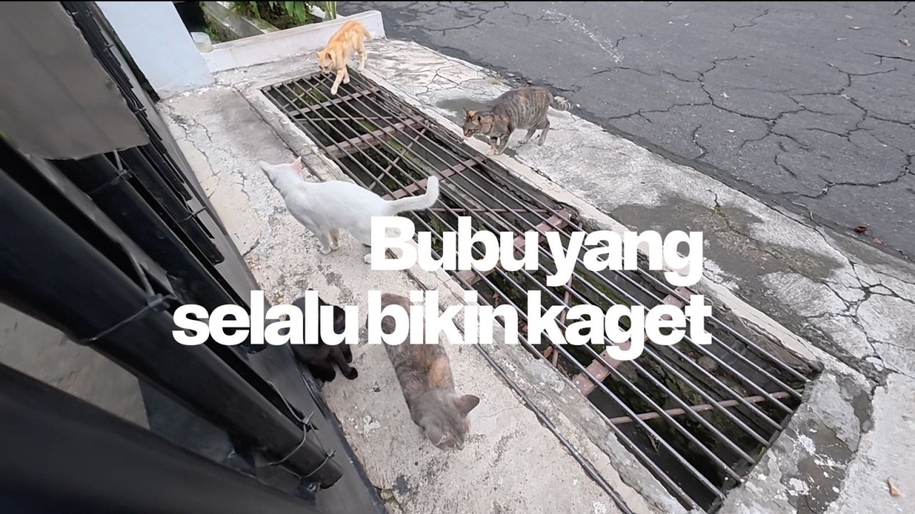 Bubu ngagetin emak-emak Cat Schooling