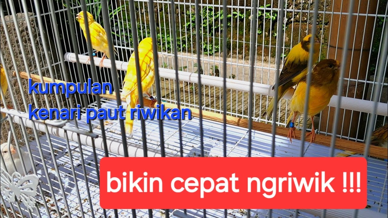 KENARI NGRIWIK BIKIN KENARI BAHAN CEPET IKUT NGRIWIK !!!