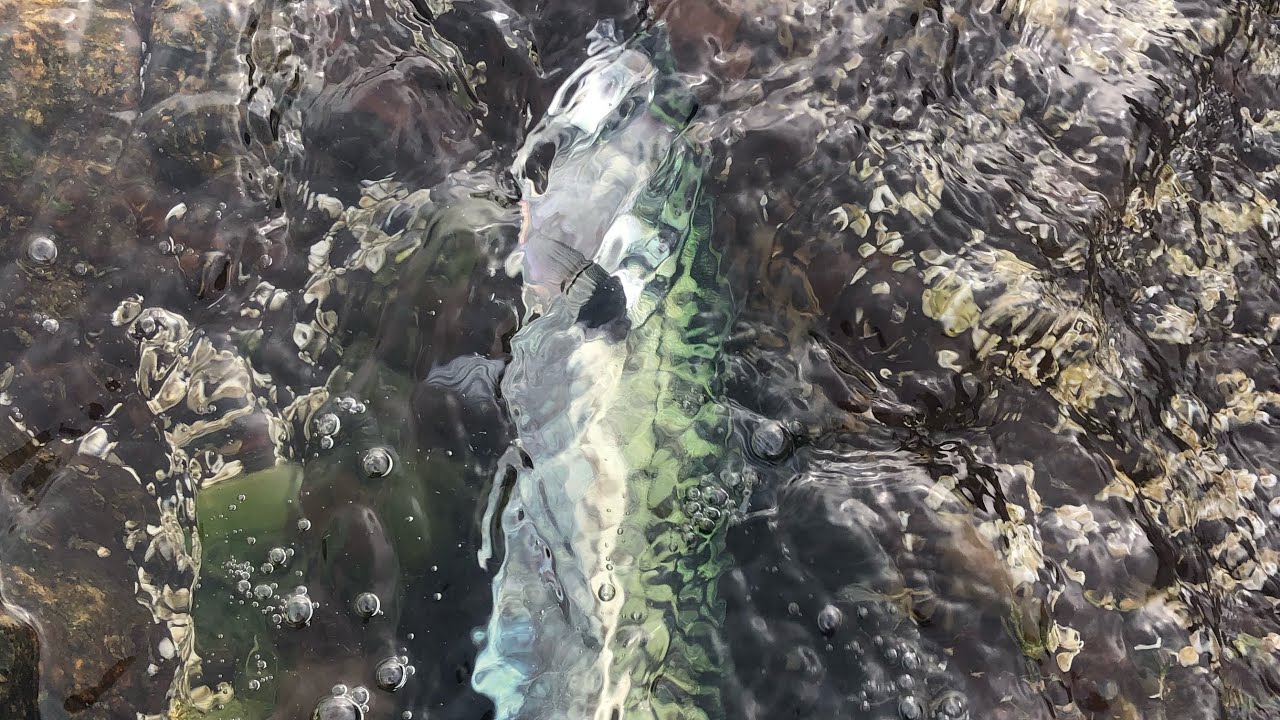 Fly fishing for Mackerel in Sweden @GoPro #fishing #flyfishing #saltwaterfishing