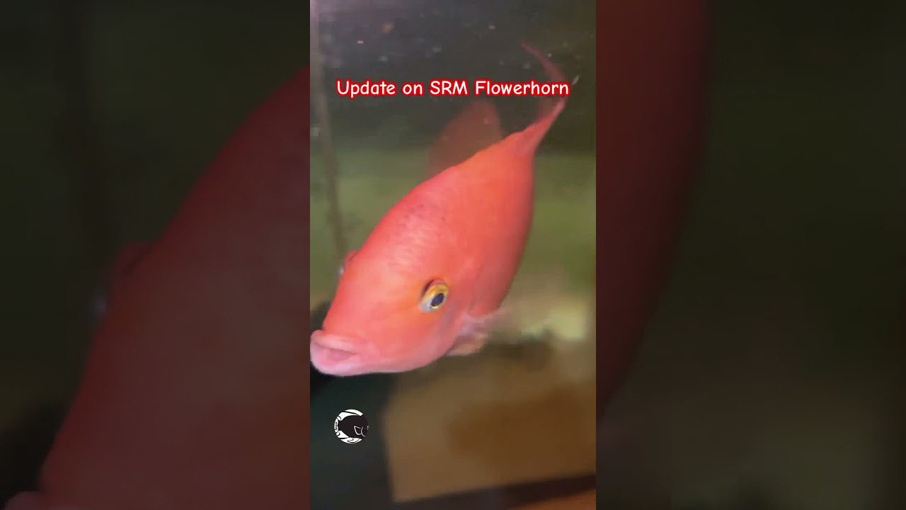 Update on SRM #Flowerhorn #srm #superredmonkey
