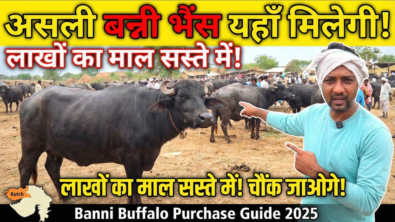 बन्नी भैंस कहां से खरीदें बन्नी का असली क्षेत्र || Where Banni Buffalo Purchase #bannibuffalo