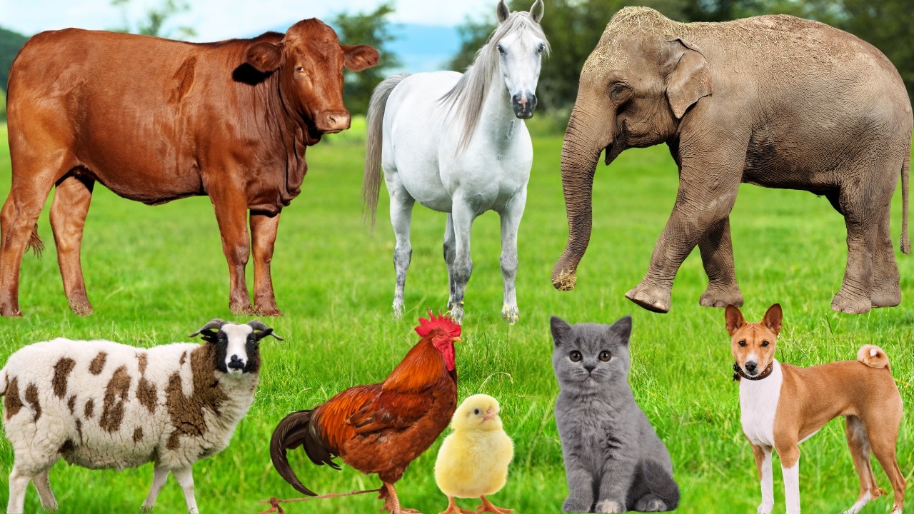 Cute Little Animal Sounds: Kittens, Puppies, Piglets, Chickens, Horses, Rabbits - Explore Animals