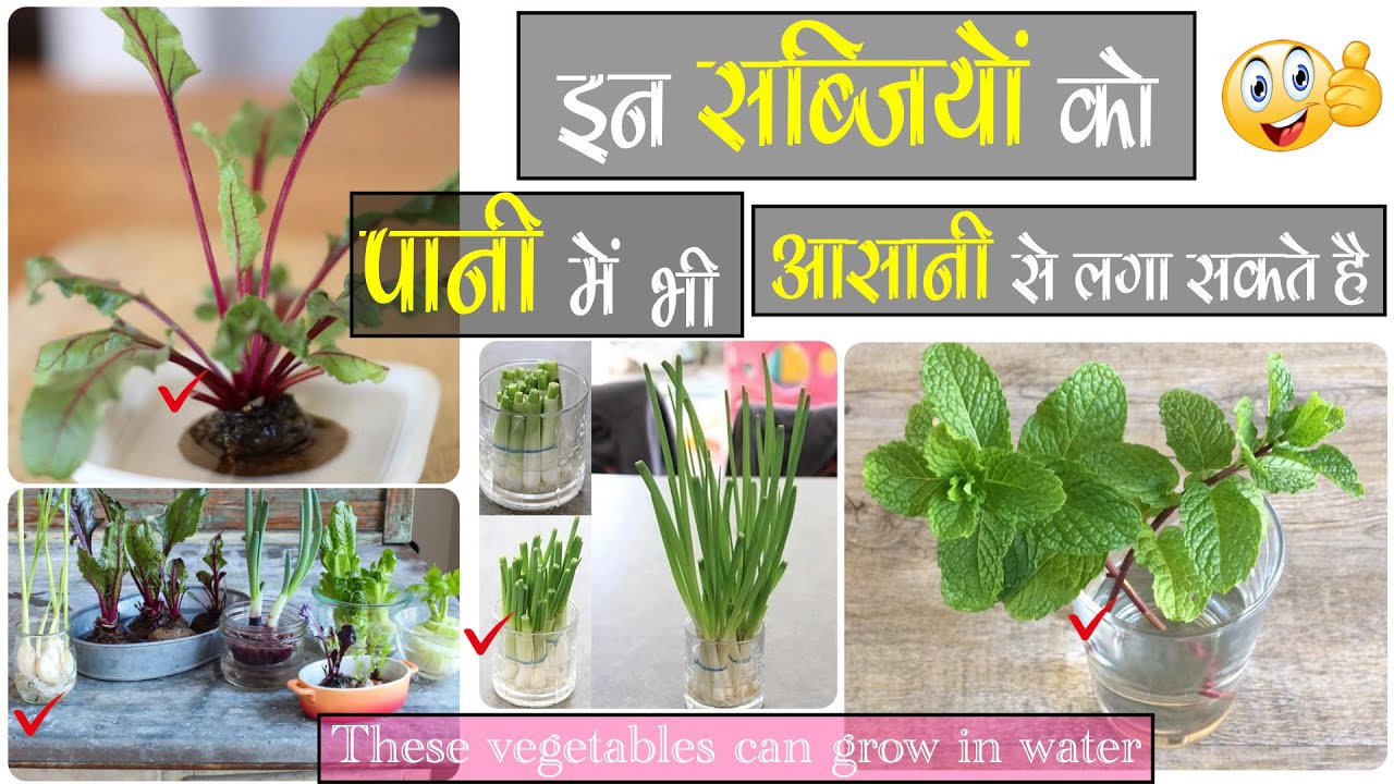 ये सब्जियों को आसानी से पानी में भी उगा सकते हैं ।। Grow These Vegetable In Only Water