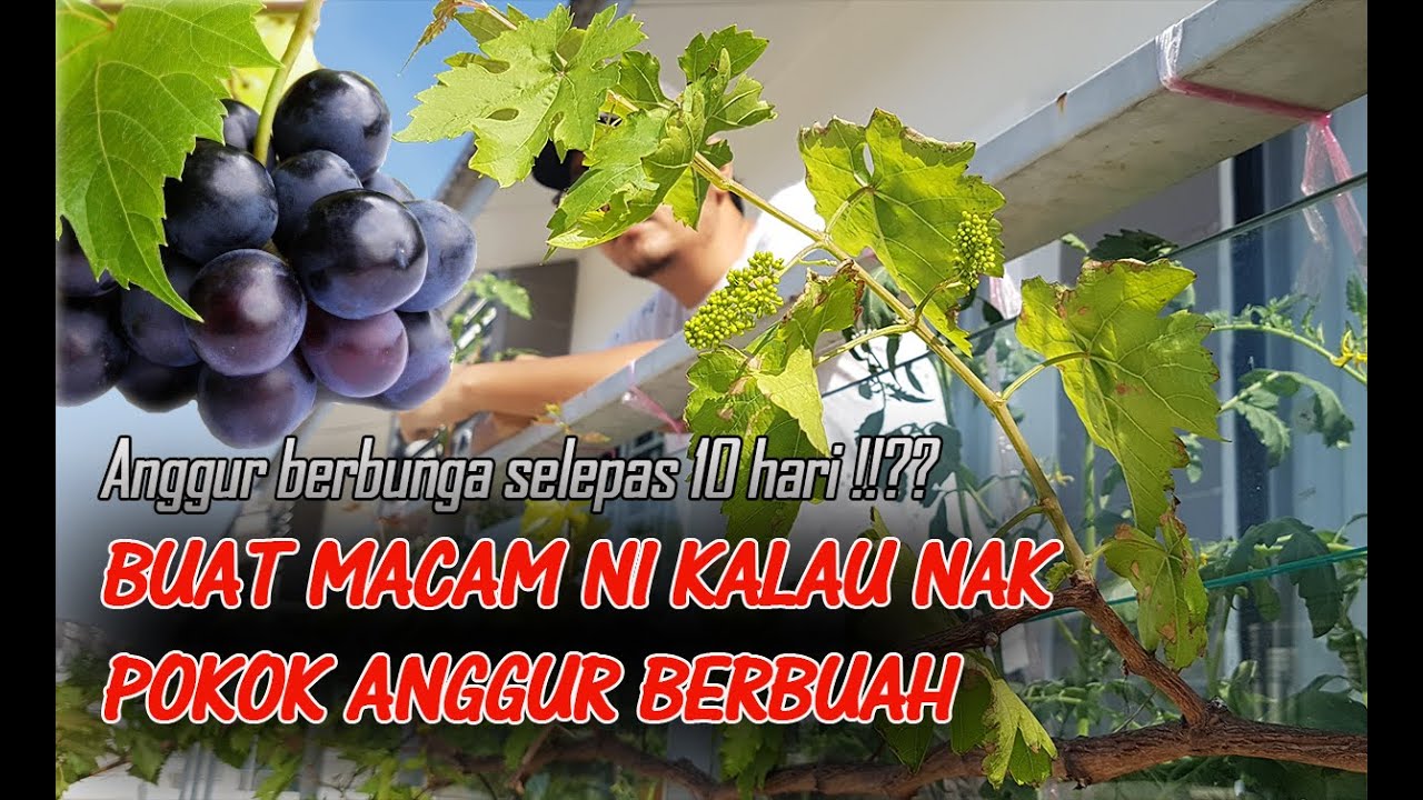 Cara Membuahkan Pokok Anggur