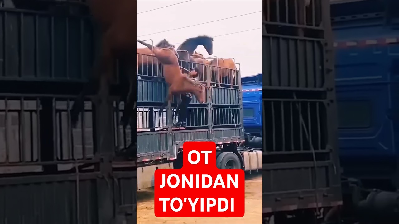OT ZO'RRI EKAN BITA LAYK VA OBUNA #SHORT #атбег #horsefan #otlar #кокпар #бәйге #otlarlife #horse