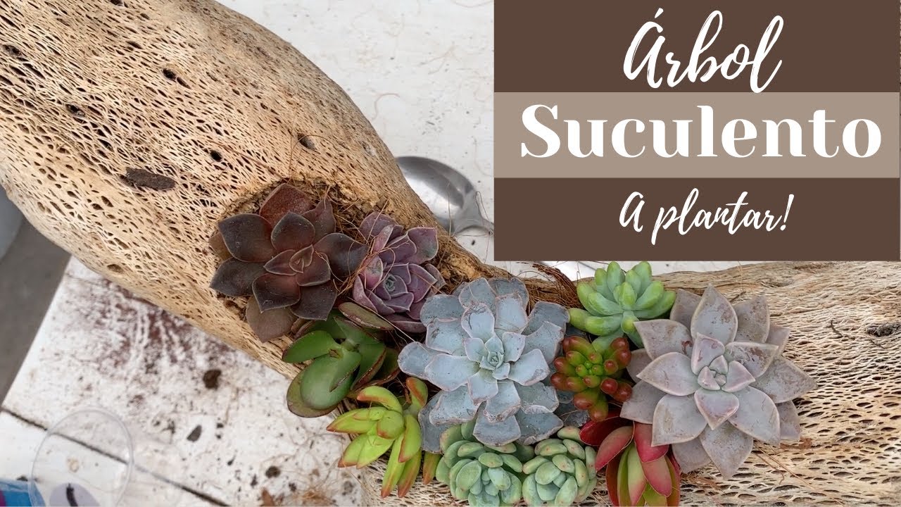 Cómo decorar con suculentas troncos de cactus