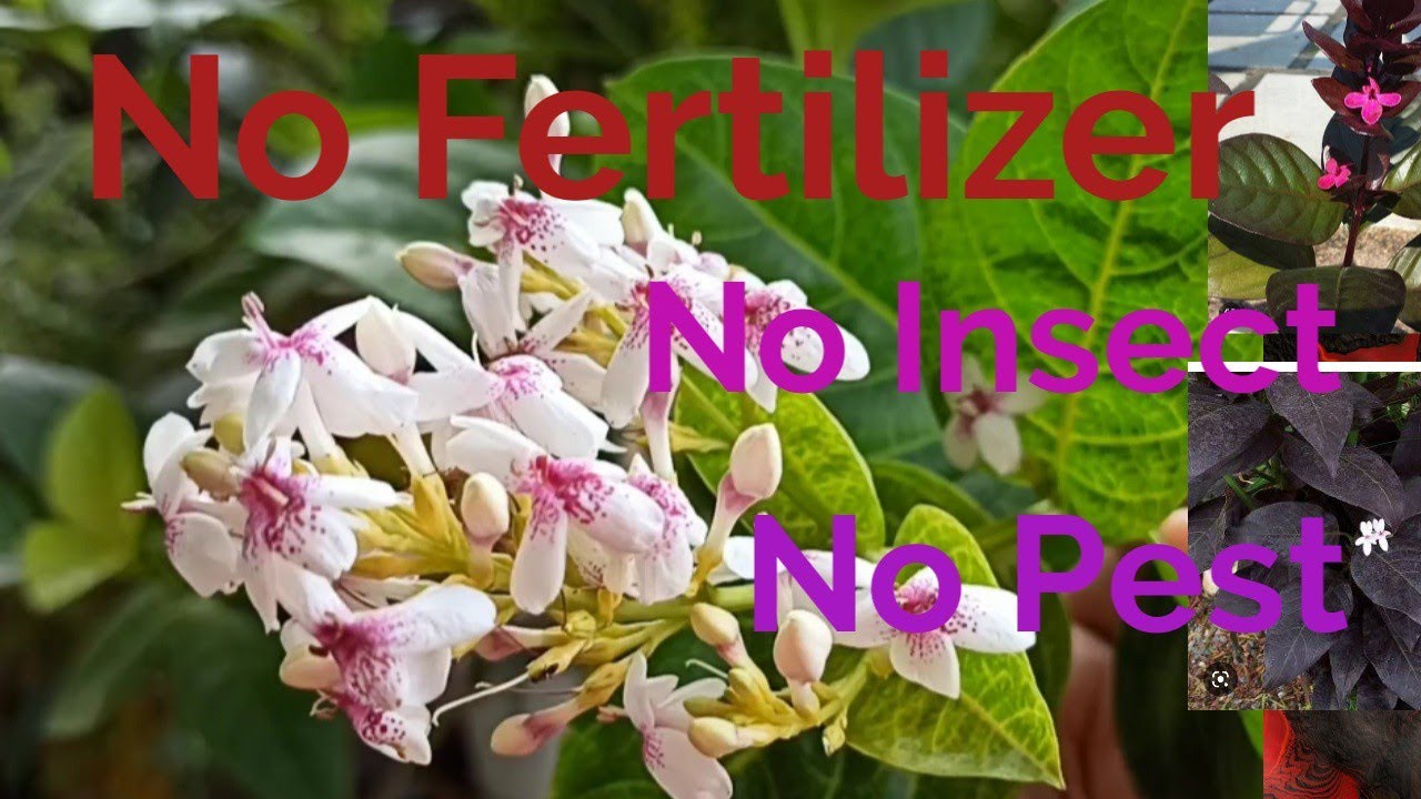 ना फर्टिलाइजर चाहिए ना कितनाशक चाहिए पाइए पूरे साल फूल ही फूल / full care of Eranthemum #mr&mrsvlogs