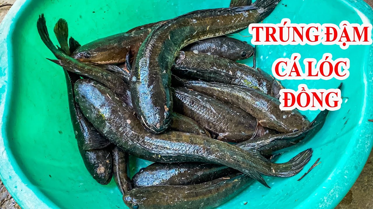 Thục hang cá 