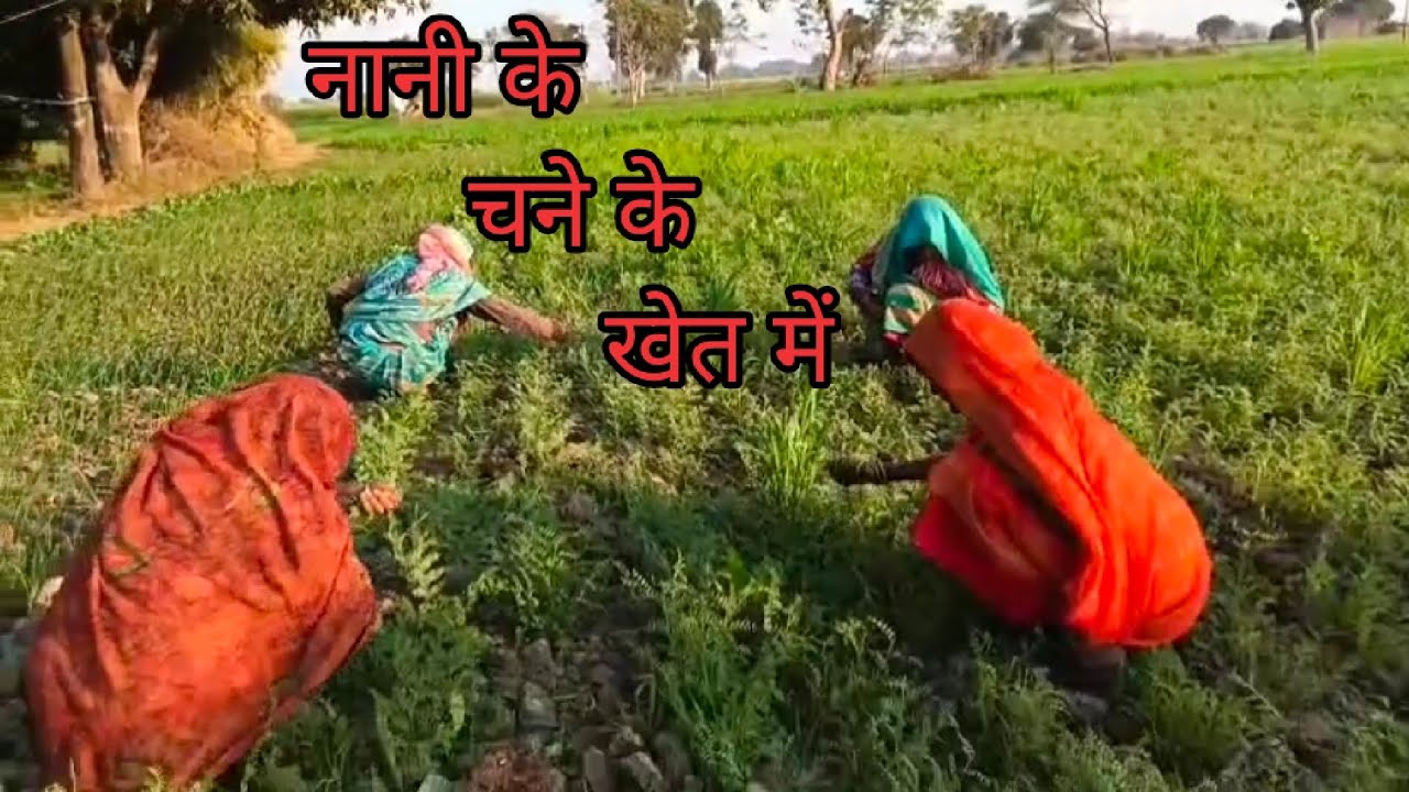 नानी के चने के खेत में आए हम सब लोग बाजी तोड़ने के लिए