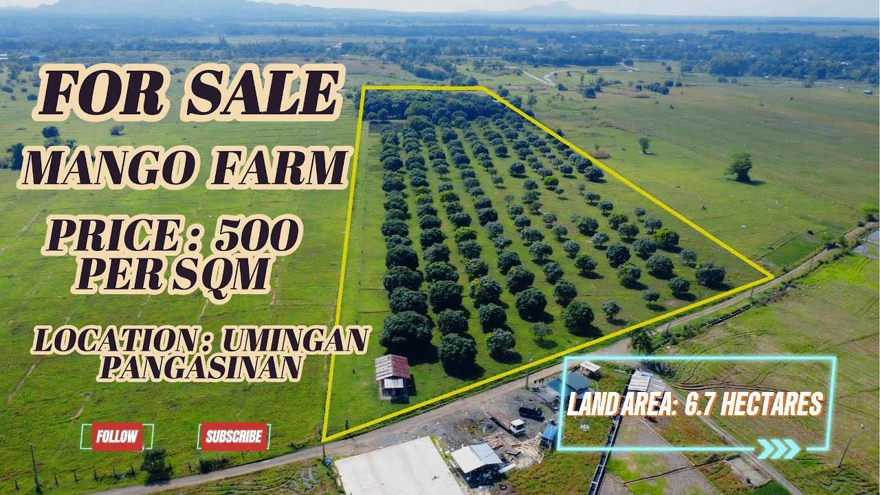 (500) FOR SALE 6.7 HECTARES MANGO FARM, WITH 3 FISHPOND, ALONG BRGY ROAD, NEAR NATIONAL HIGHWAY