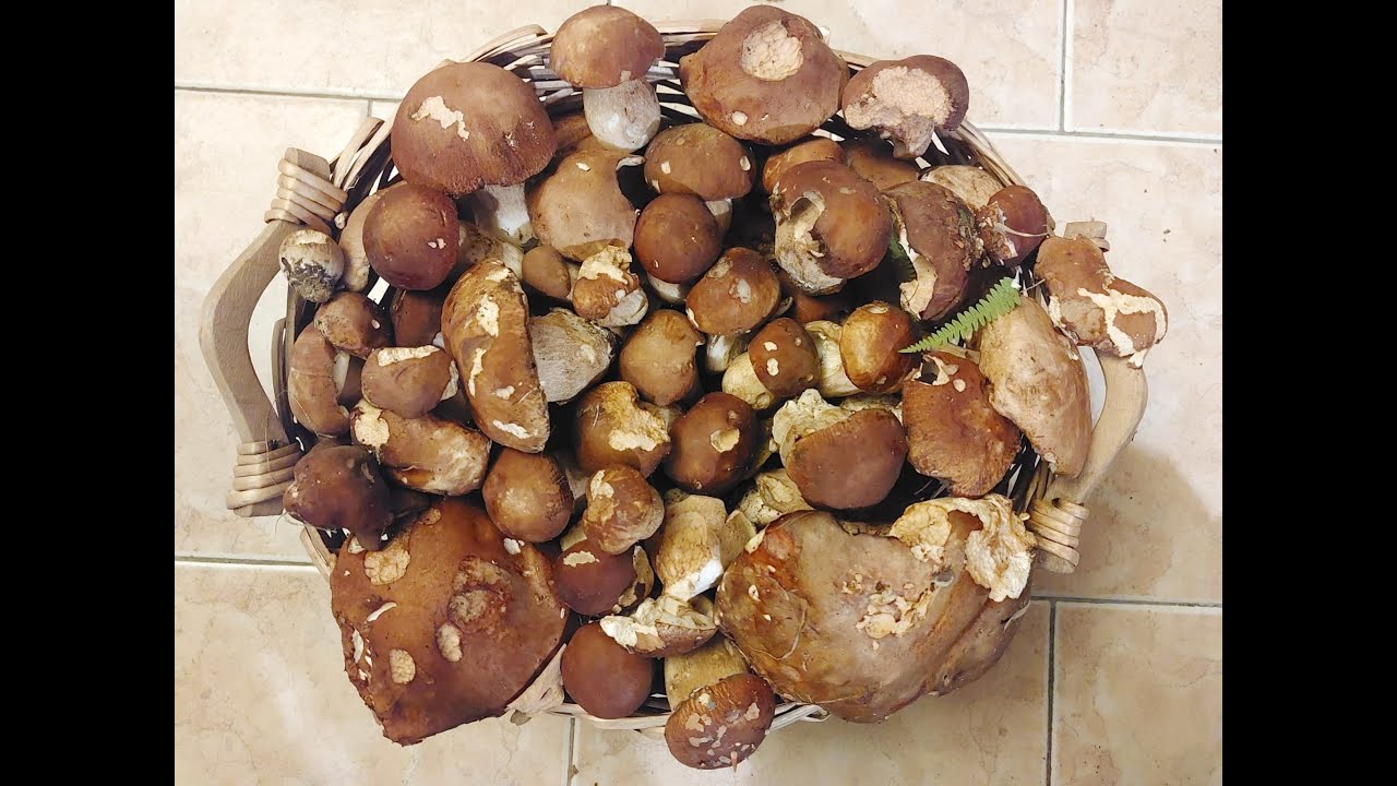 raccolta pomeridiana Val Taro 7 ago 025