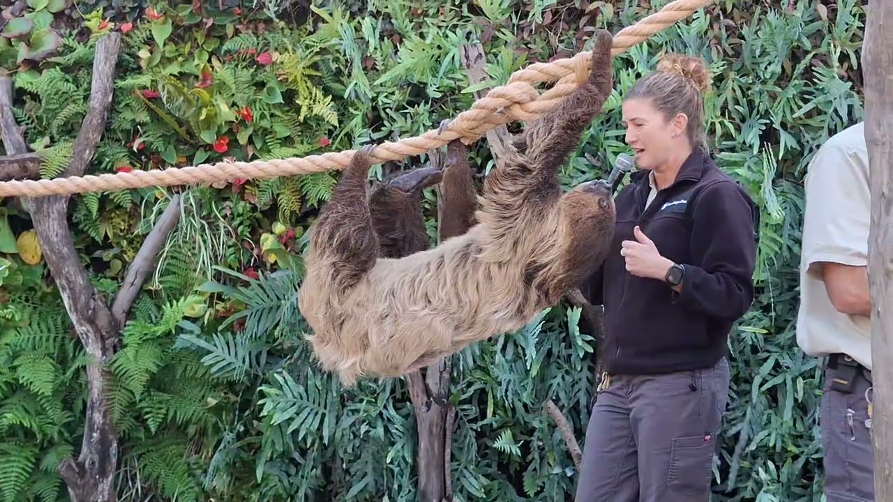 Xena a Sloth!! 1/5/26
