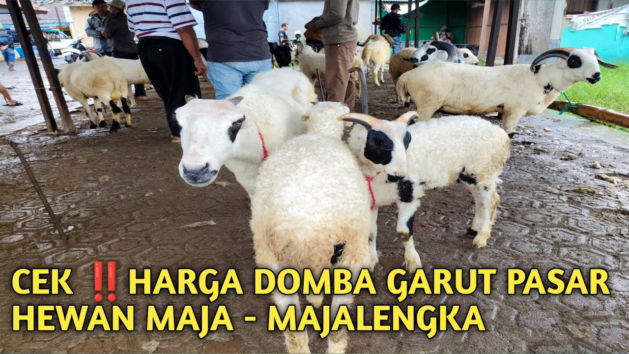 WAJIB NONTON‼️ HARGA DOMBA GARUT PASAR HEWAN MAJA - MAJALENGKA