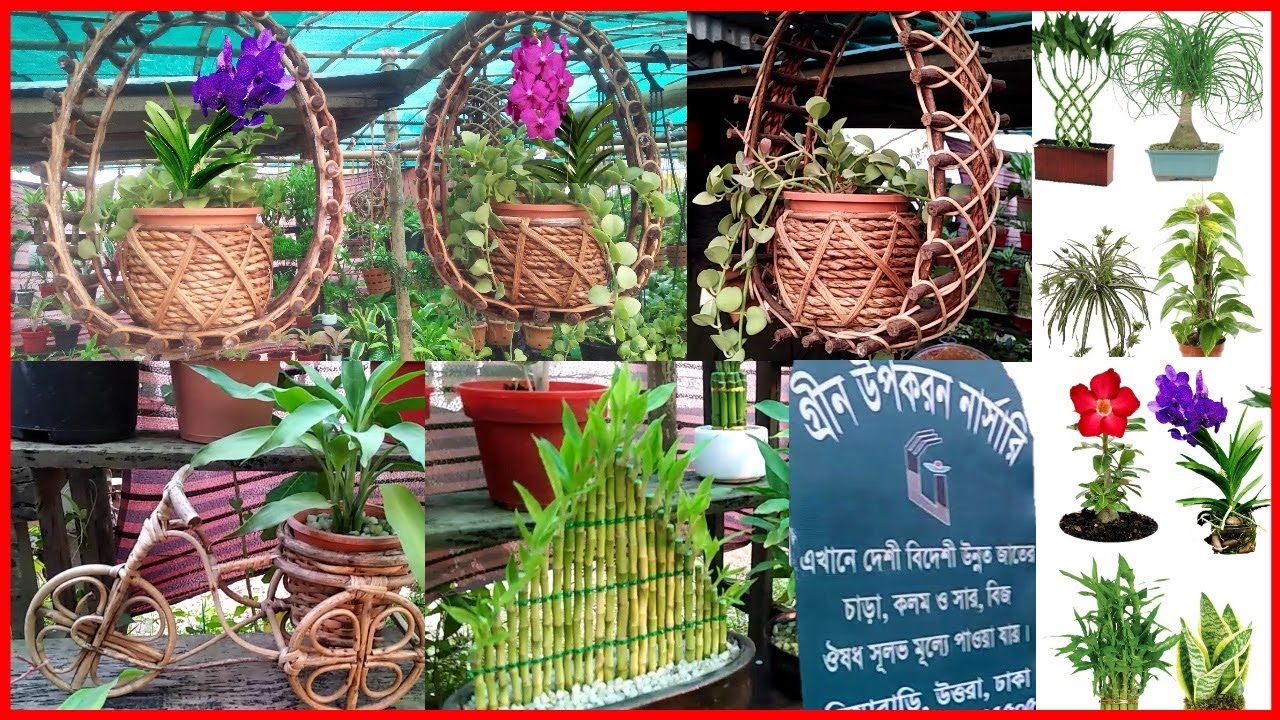 BEST UNIQUE COLLECTION NURSERY।কম দামে গাছ।ইনডোর প্লান্টের দাম