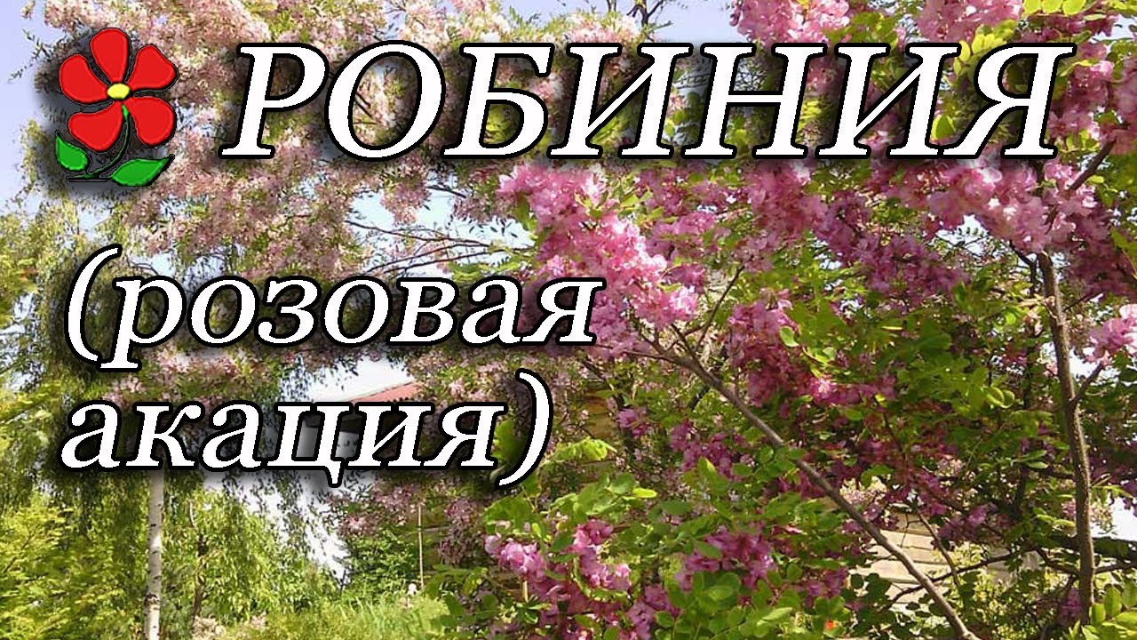Робиния псевдоакация (розовая и другие)